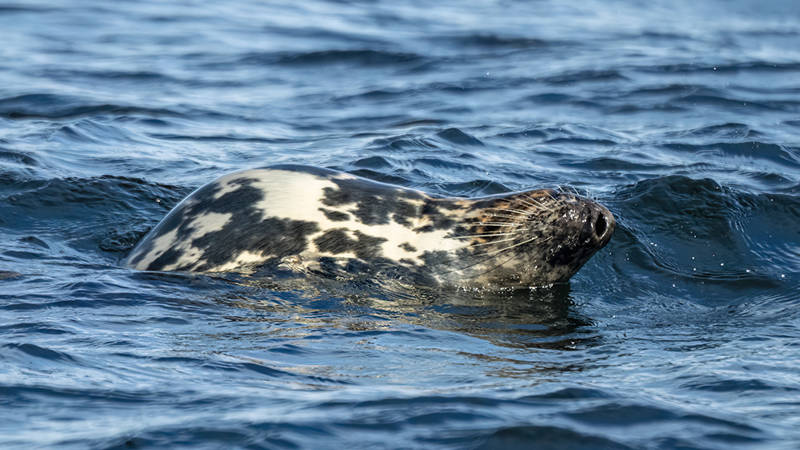 Un phoque gris avec un pelage distinctif et tacheté, portant une petite blessure sur le cou, nage dans une eau bleue agitée. La tête du phoque est partiellement immergée, et des gouttelettes d'eau l'entourent.