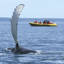  Zodiac excursion and whale coming out of the water