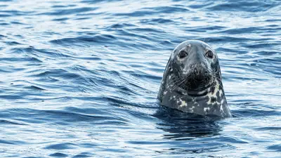 A spotted seal with a smooth head and whiskers peeks out of the shimmering blue sea, its body mostly submerged. The water ripples gently around it under a bright, clear sky.