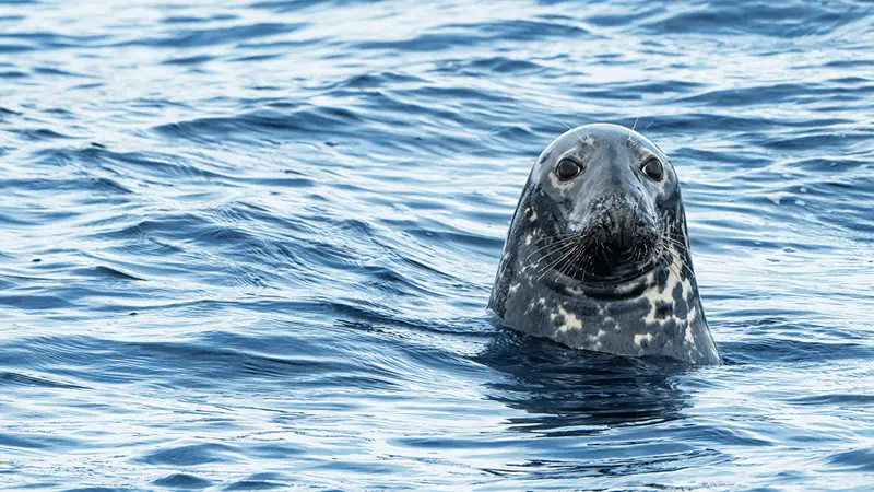 A spotted seal with a smooth head and whiskers peeks out of the shimmering blue sea, its body mostly submerged. The water ripples gently around it under a bright, clear sky.