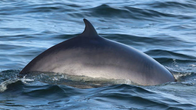 Back of a whale