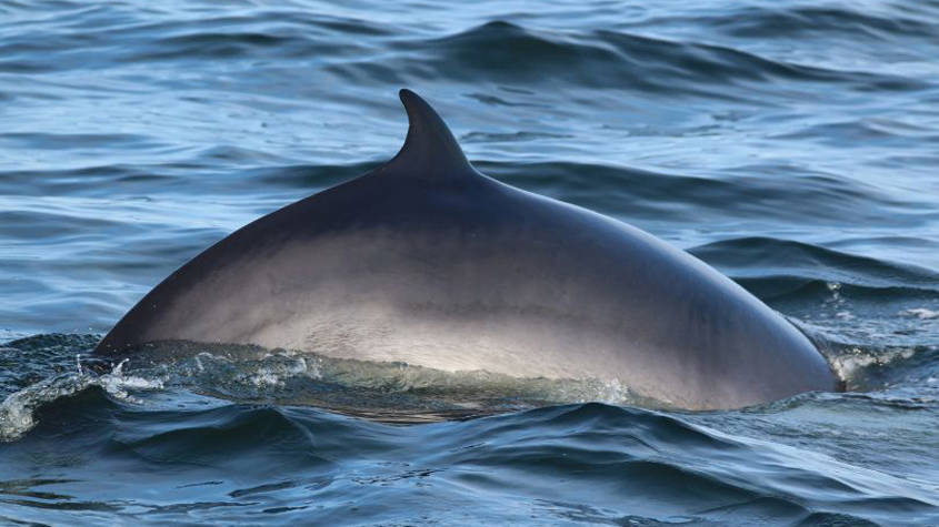 Dos de baleine