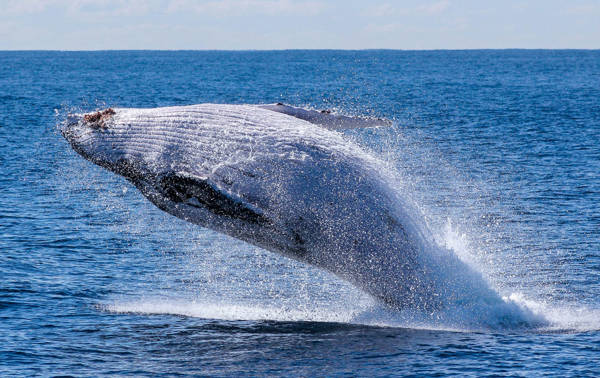 Baleine à bosse qui saute