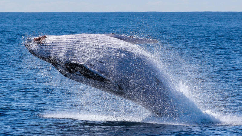 Baleine à bosse qui saute