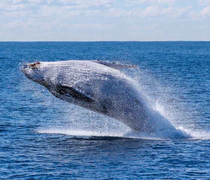 Baleine à bosse qui saute