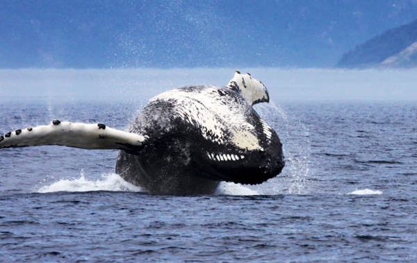 Baleine à bosse qui saute