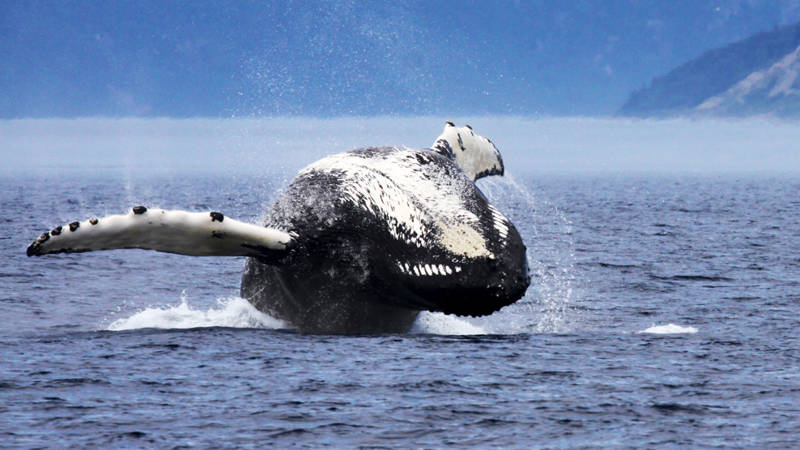 Baleine à bosse qui saute