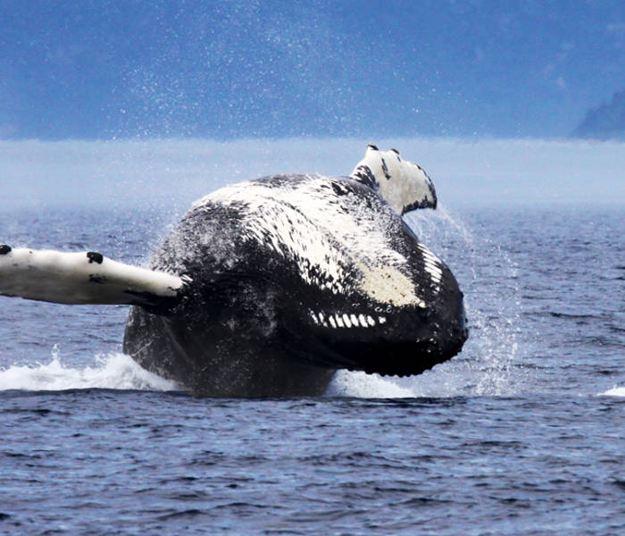 Baleine à bosse qui saute