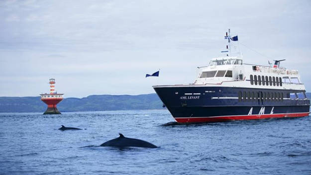 Excursion aux baleines - AML Levant