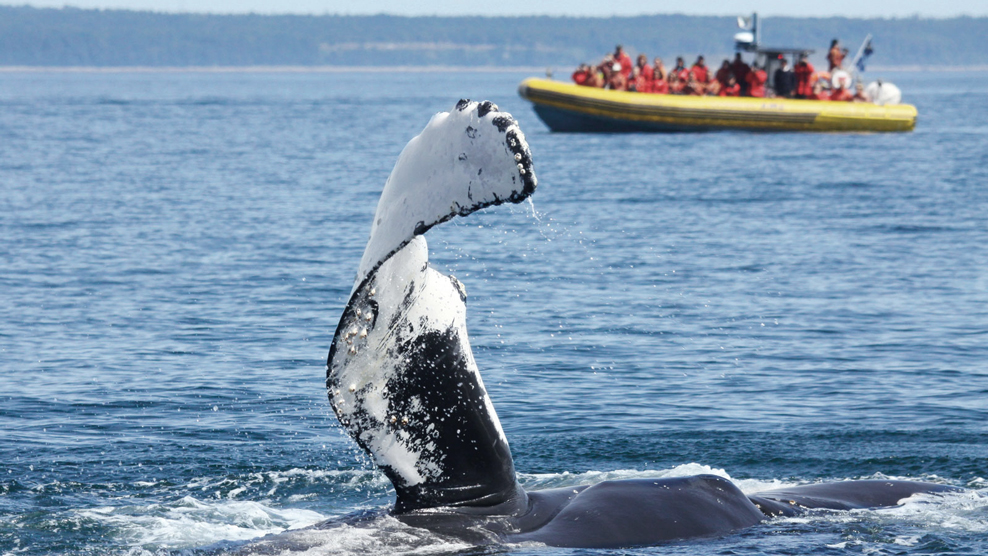 Croisière Aux Baleines Zodiac Aventure 2h à Tadoussac | Croisières AML