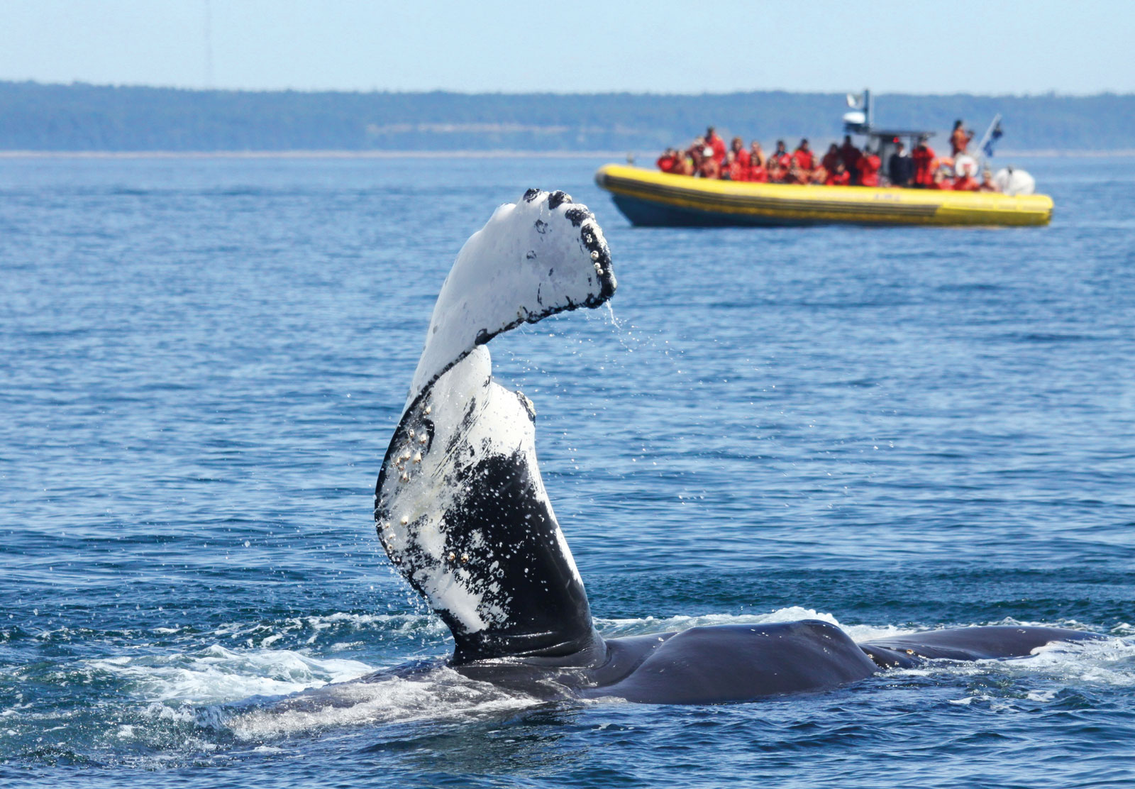 Croisière Aux Baleines Zodiac Expédition 2h30 Dans Charlevoix ...