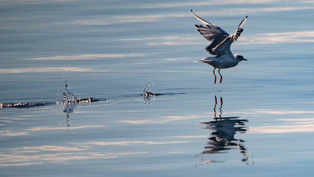 Mouette près de l'eau