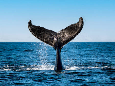 Une queue de baleine émerge de l'océan, éclaboussant de l'eau contre un ciel bleu clair. Le majestueux appendice caudal se détache sur la surface de la mer, capturant un moment dynamique dans l'environnement marin.