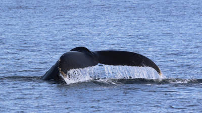 Queue de baleine à bosse qui sort de l'eau