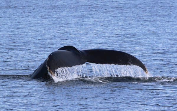 Queue de baleine à bosse qui sort de l'eau