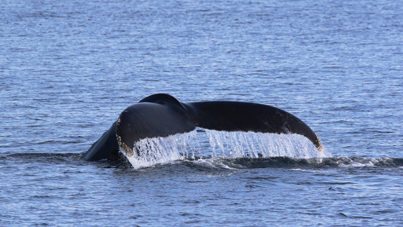 Queue de baleine à bosse qui sort de l'eau