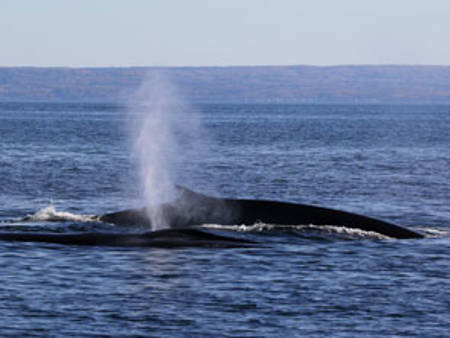 Baleine Dos St Laurent 296 Cd