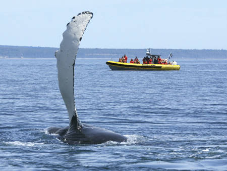 Croisières aux baleines en zodiac