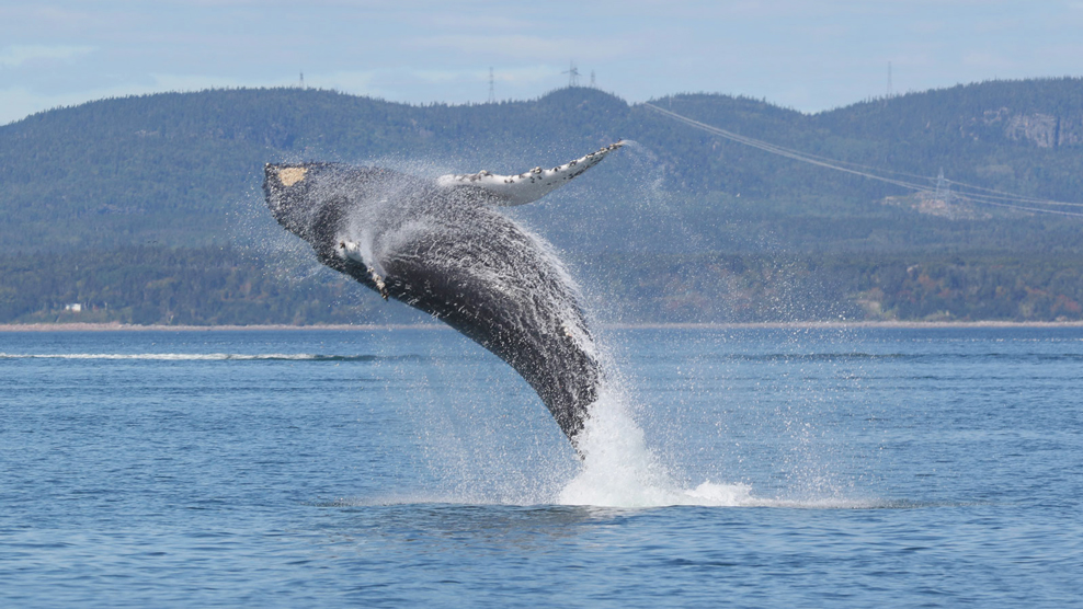 Croisière Aux Baleines Zodiac Aventure 2h Dans Charlevoix | Croisières AML