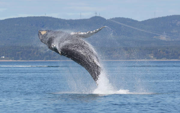 Whale jumping out of water