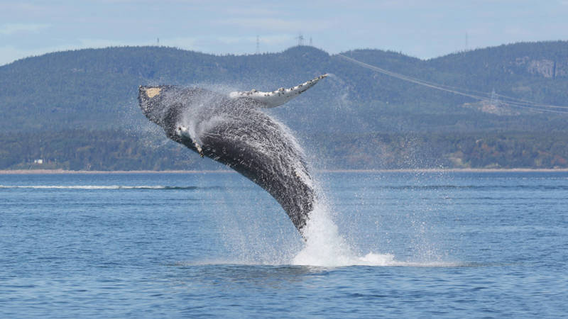 Whale jumping out of water