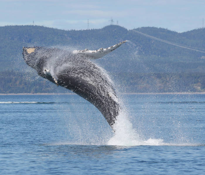 Whale jumping out of water