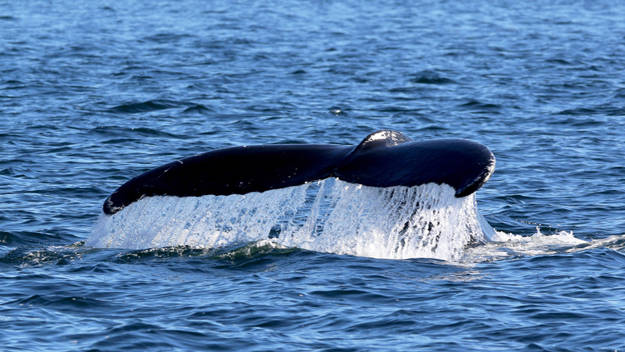 Queue de baleine qui sort de l'eau