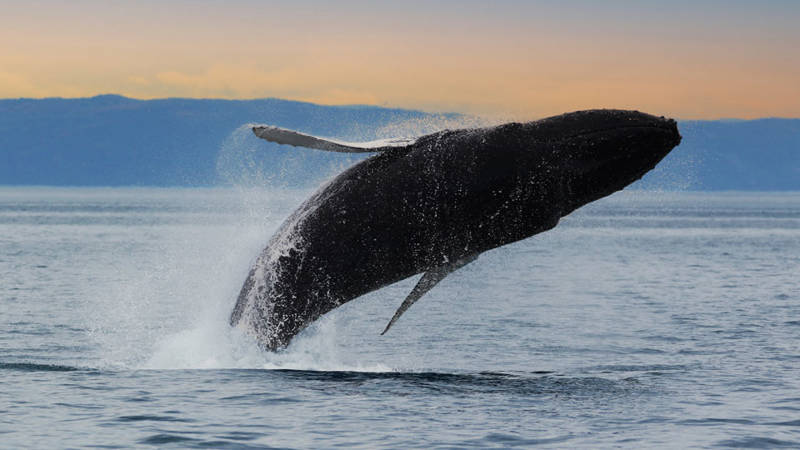 Baleine au coucher de soleil