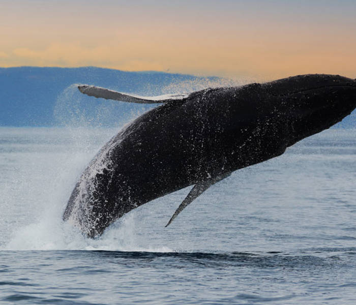 Baleine au coucher de soleil