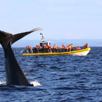 Whale tail out of the water