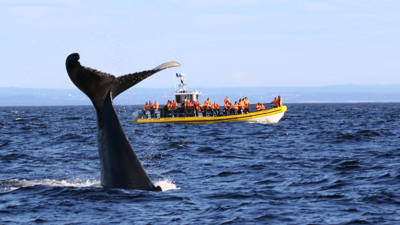 Whale tail out of the water