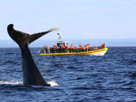 Whale tail out of the water