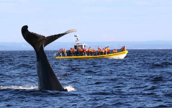 Whale tail out of the water