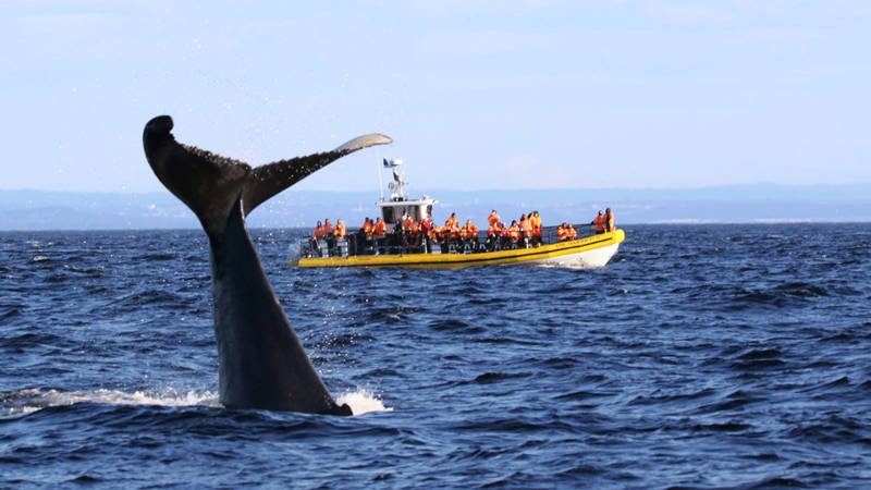 Whale tail out of the water