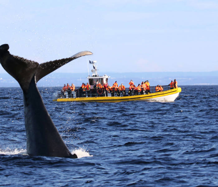 Whale tail out of the water