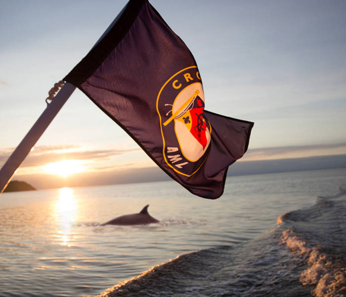 Baleine au coucher de soleil