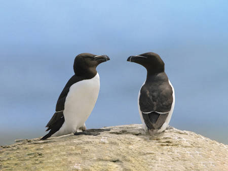 Little penguins