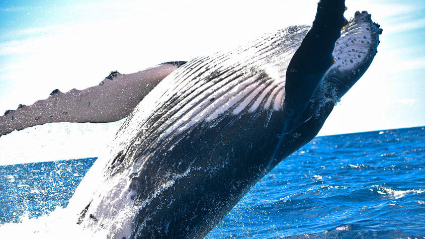 Baleine à bosse qui saute