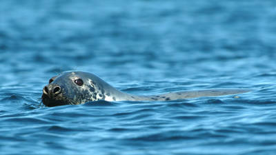 Un phoque au visage tacheté et aux grands yeux sombres sort la tête de l'eau calme de l'océan bleu.