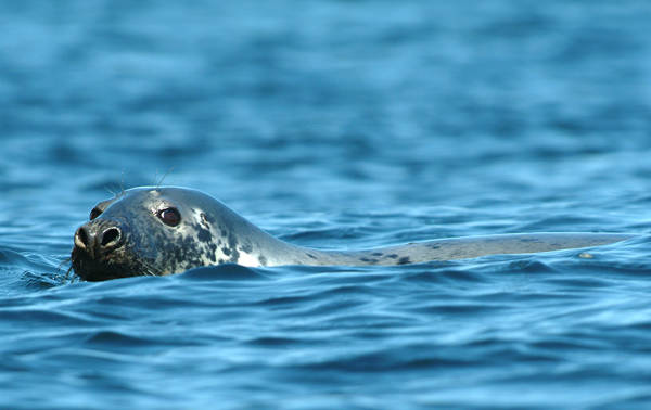 Un phoque au visage tacheté et aux grands yeux sombres sort la tête de l'eau calme de l'océan bleu.