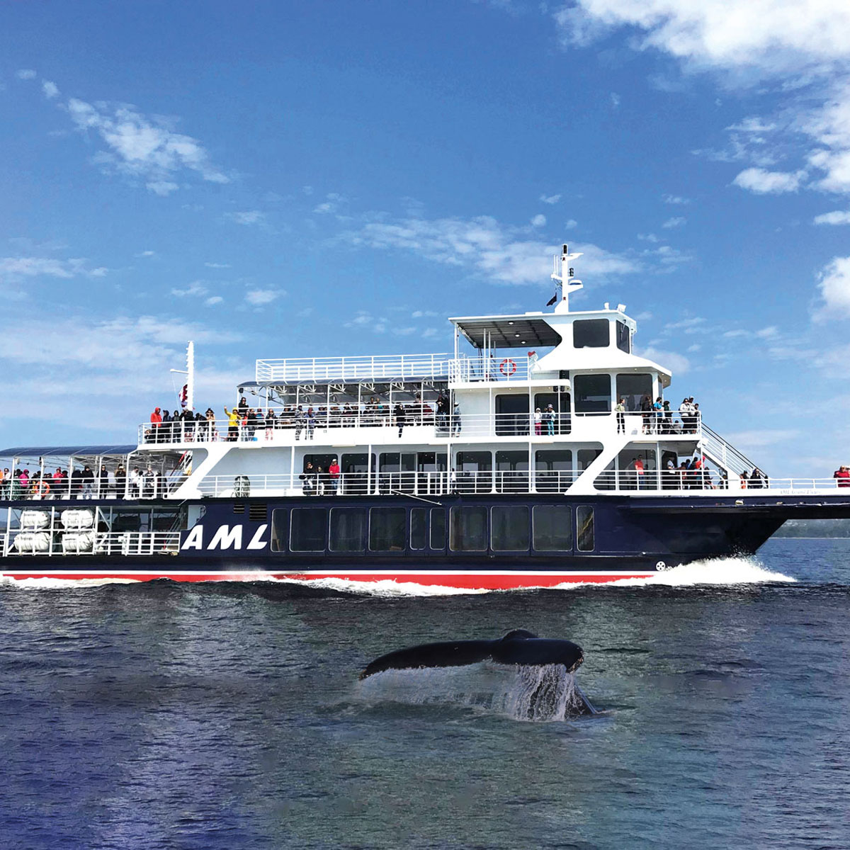 Croisière Aux Baleines En Bateau D'observation à Tadoussac | Croisières AML