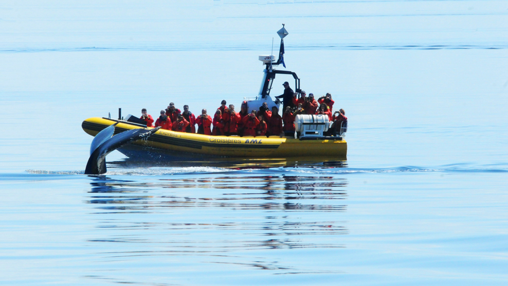 Croisière Aux Baleines Zodiac Expédition 2h30 Dans Charlevoix ...