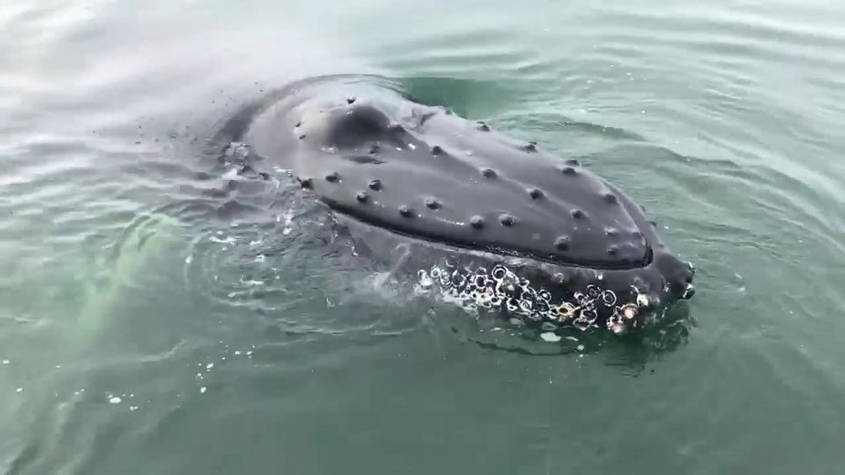 Baleine à la surface