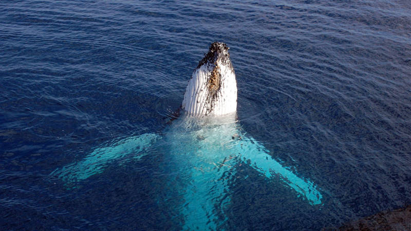 Humpback Whale