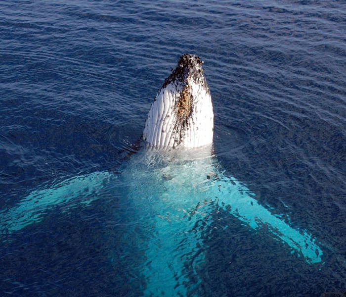 Humpback Whale