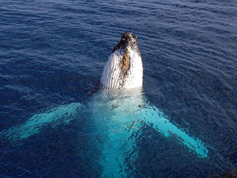 Humpback Whale