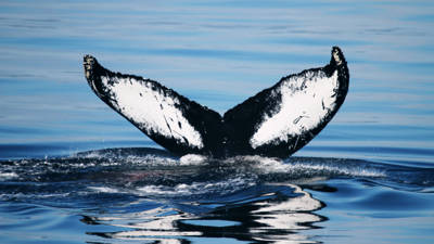 Tail of a blue whale