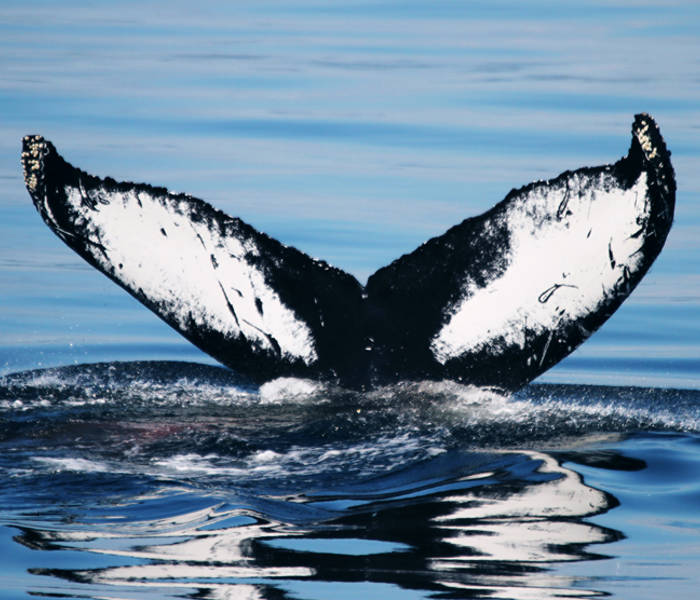 Tail of a blue whale