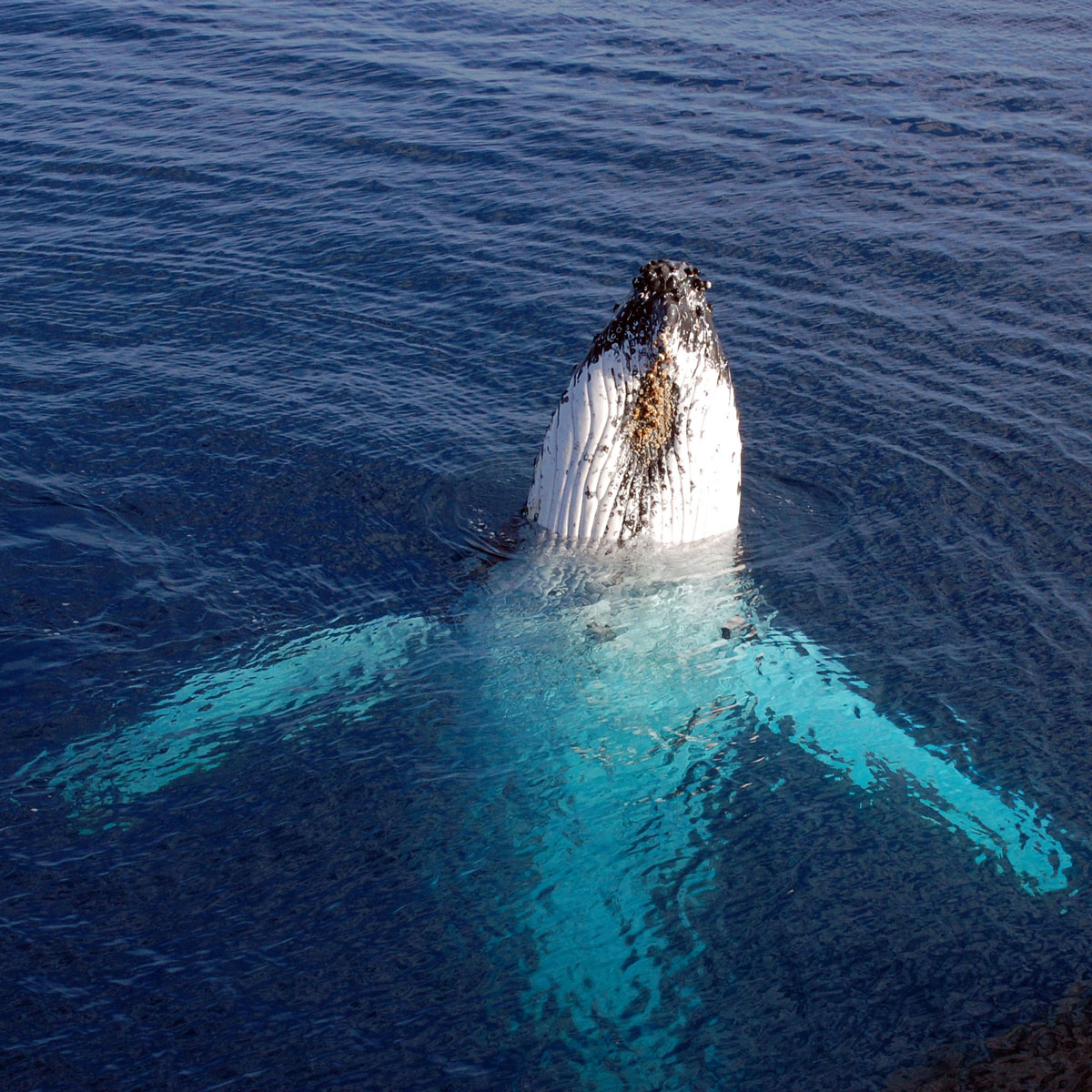 Excursion D'une Journée En Bus Et Croisière Aux Baleines En Bateau ...