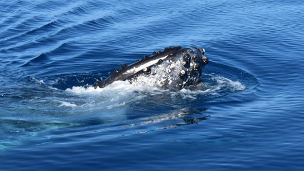 Tête d'une baleine à bosse